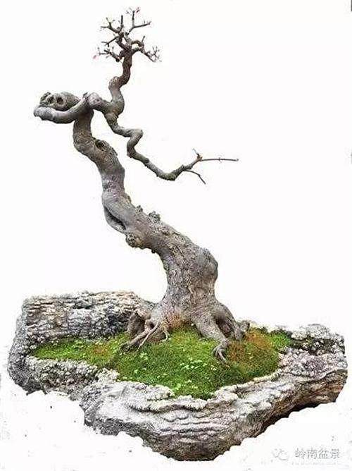 通常成型盆景3年左右需要换土一次