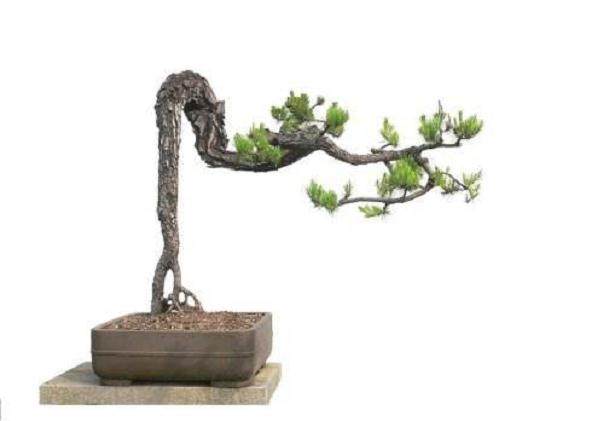 通常成型盆景3年左右需要换土一次