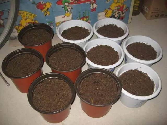 养花换盆时这么做 植物远离病虫害