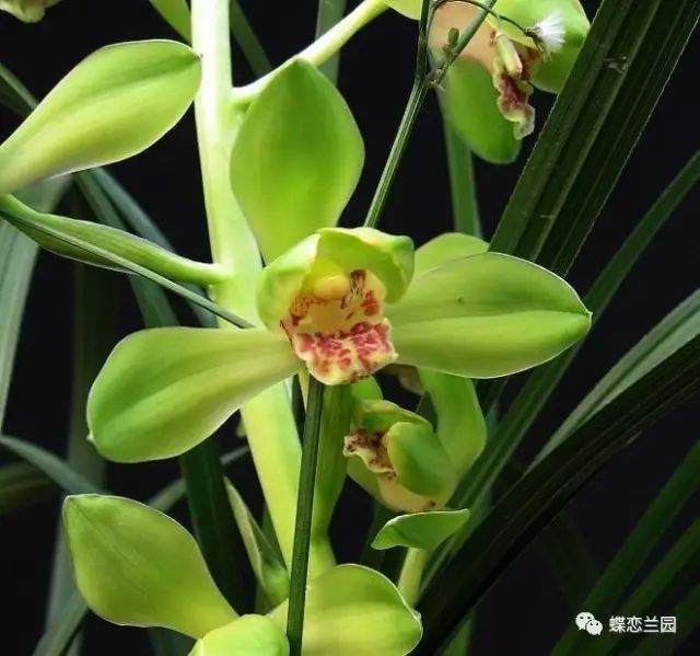 兰花什么时候换盆?