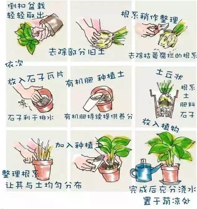 为什么你家的花换盆就死?千万别乱换了!
