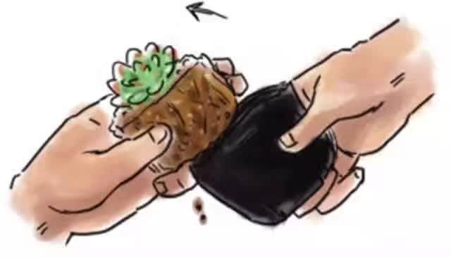 图解 给多肉植物怎么换盆的7个步骤