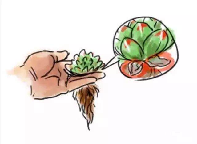 图解 给多肉植物怎么换盆的7个步骤