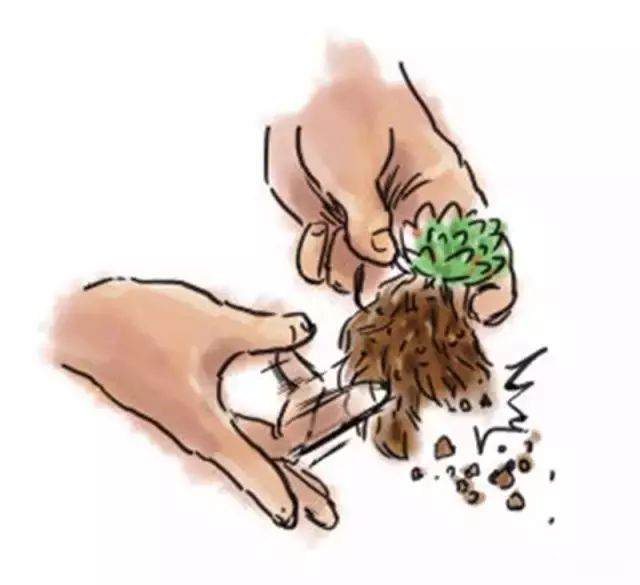 图解 给多肉植物怎么换盆的7个步骤