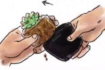 图解 给多肉植物怎么换盆的7个步骤