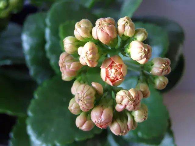 给花浇水时 掺点小东西 保你花开满盆!