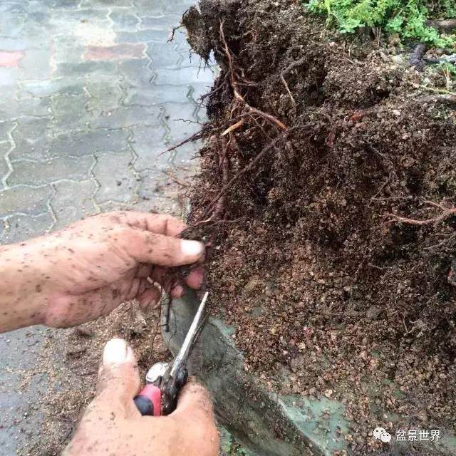 图解 松树盆景如何换盆的方法
