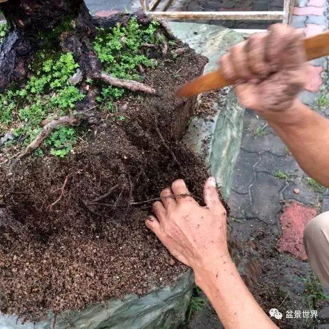 图解 松树盆景如何换盆的方法