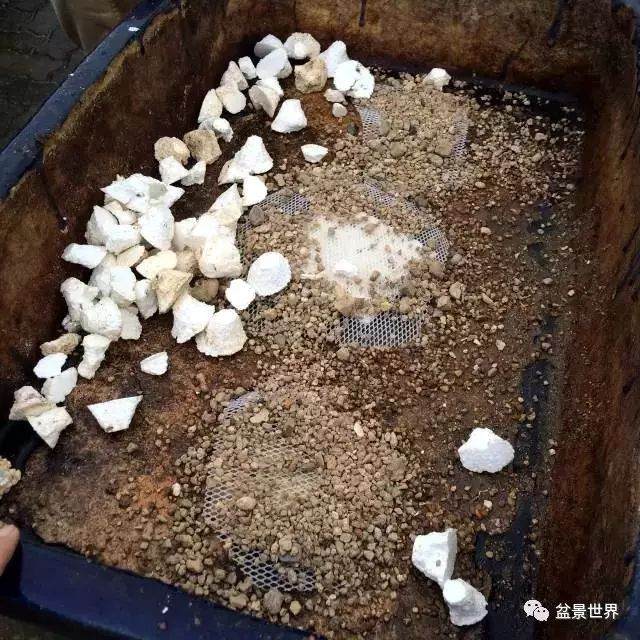 图解 松树盆景如何换盆的方法