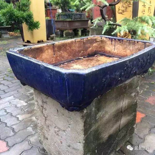 图解 松树盆景如何换盆的方法