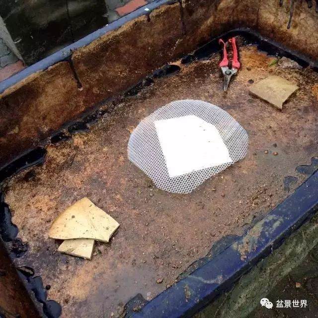 图解 松树盆景如何换盆的方法