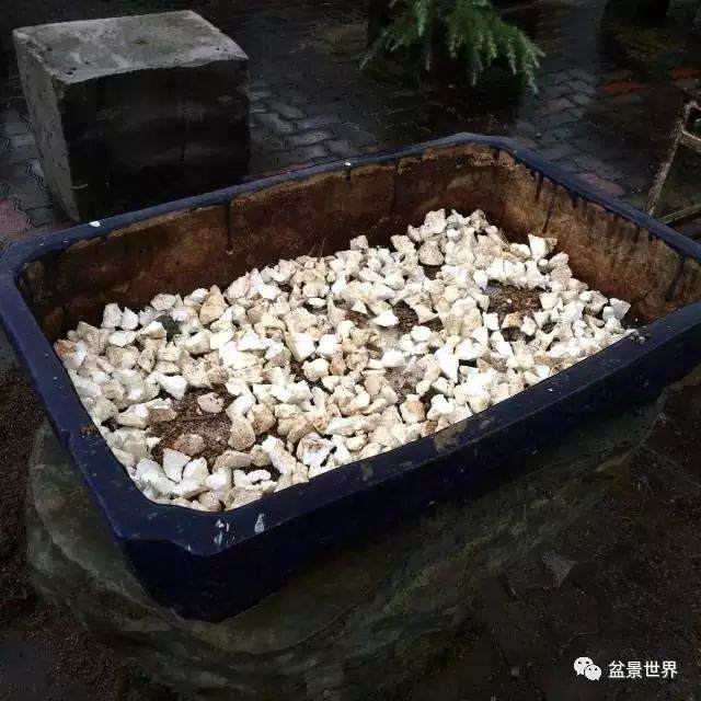 图解 松树盆景如何换盆的方法