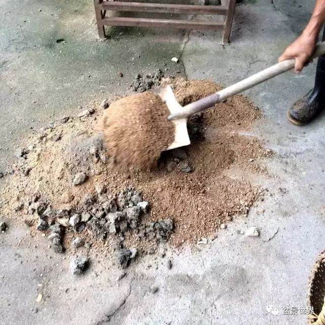 图解 松树盆景如何换盆的方法