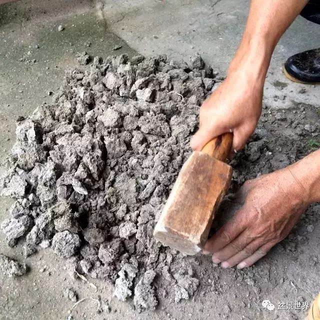 图解 松树盆景如何换盆的方法