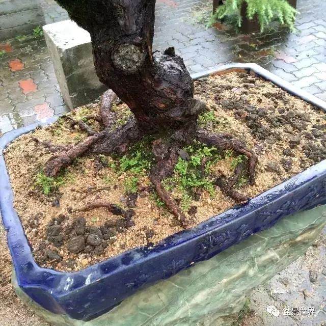 图解 松树盆景如何换盆的方法