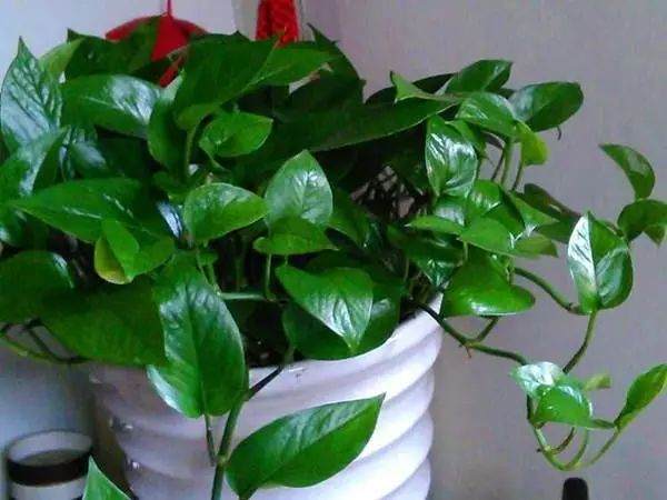 盆栽花卉没有及时换盆的花大多挂了