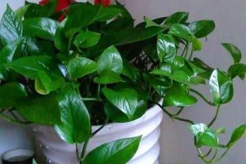 盆栽花卉没有及时换盆的花大多挂了