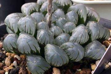 多肉换盆后的旧土 大家如何处理的