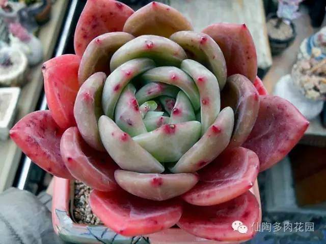 可笑的每年多肉换盆修根之说 你中招了吗?