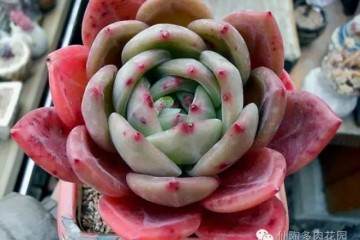 可笑的每年多肉换盆修根之说 你中招了吗