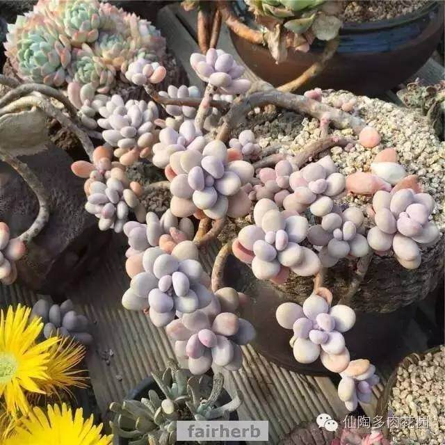 为什么多肉需要换盆？