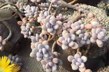 为什么多肉植物需要换盆 图片