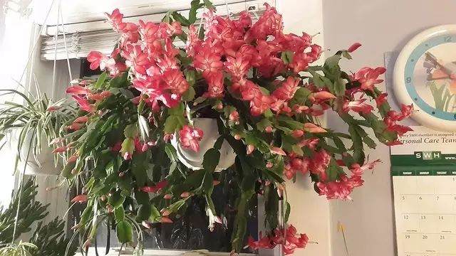 蟹爪兰如何正确换盆才能花繁叶茂?