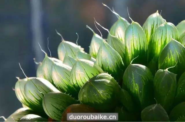 给我家大玉露多肉换盆 超粗壮根系