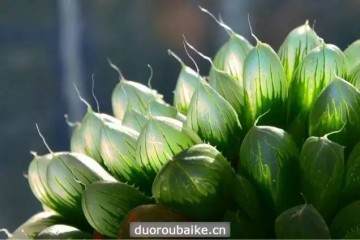 给我家大玉露多肉换盆 超粗壮根系