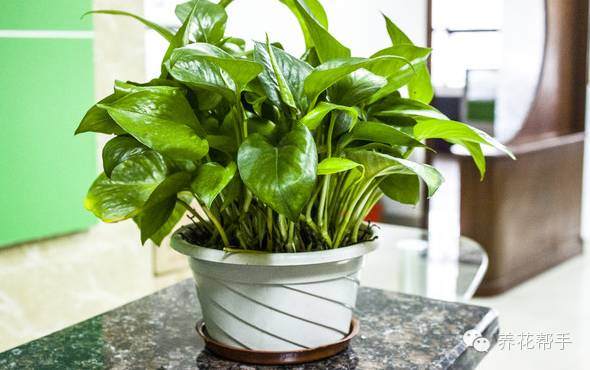 绿萝什么时候换盆?