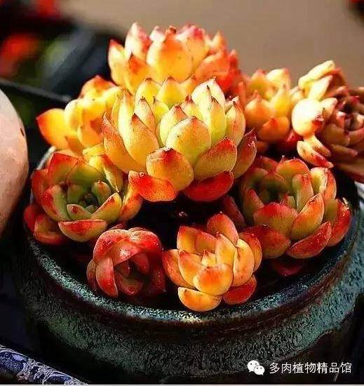 怎么样让刚刚上过盆的多肉也能美出高度?