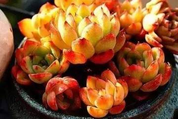 可以吗让刚刚上盆的多肉也能美出高度