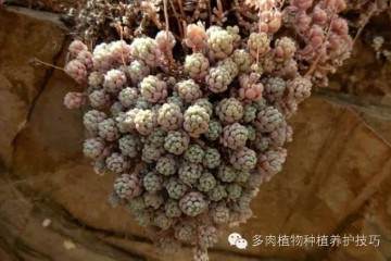 给你的多肉植物换盆用药施肥了 图片