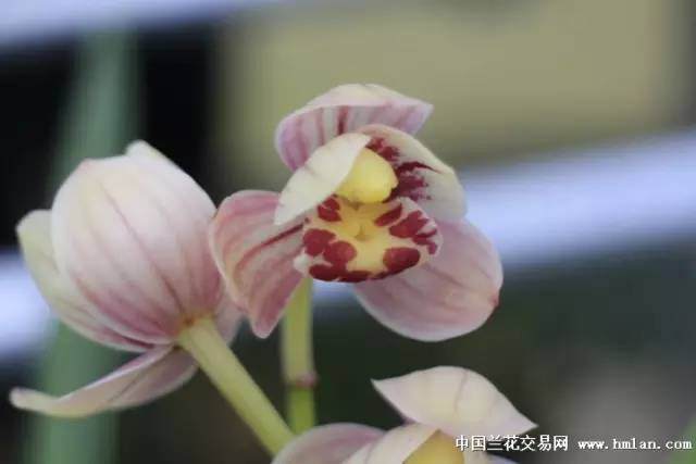 兰花换盆的7个经验分享