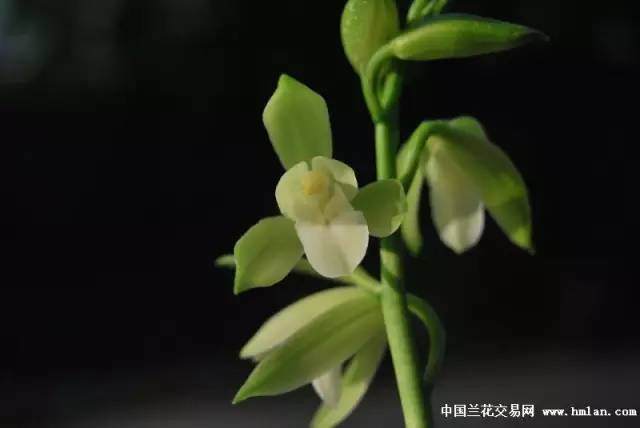 兰花换盆的7个经验分享