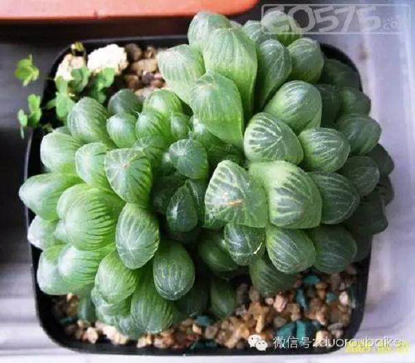 以姬玉露换盆为例 说说多肉植物的换盆过程!