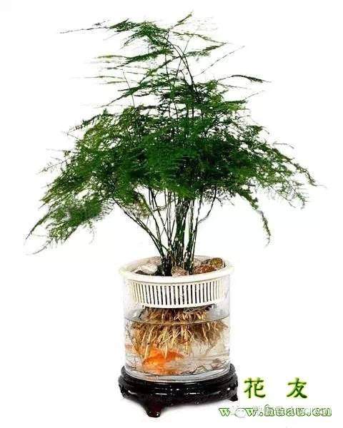 文竹盆景的换盆时间及方法