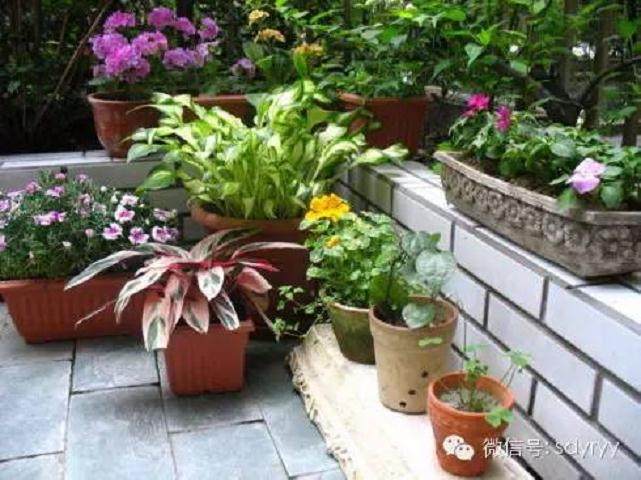 春天是花卉换盆的最佳季节