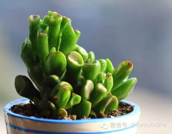 5年没给多肉换盆了 结果它长成了这样