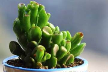 5年没给多肉换盆了 结果它长成了这样