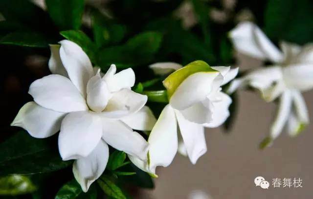 栀子花换盆后为什么大批落叶?