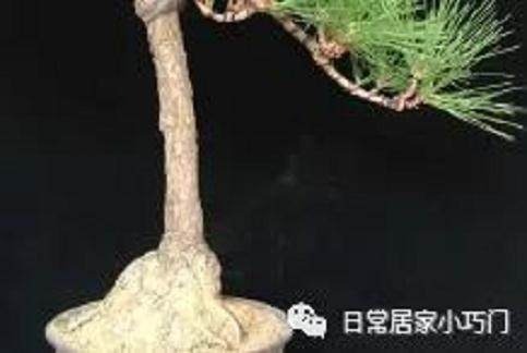 盆景新玩家花600元买了两个盆景 大家觉得值得吗?