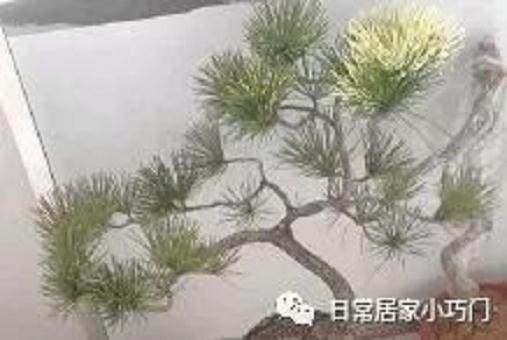 盆景新玩家花600元买了两个盆景 大家觉得值得吗?