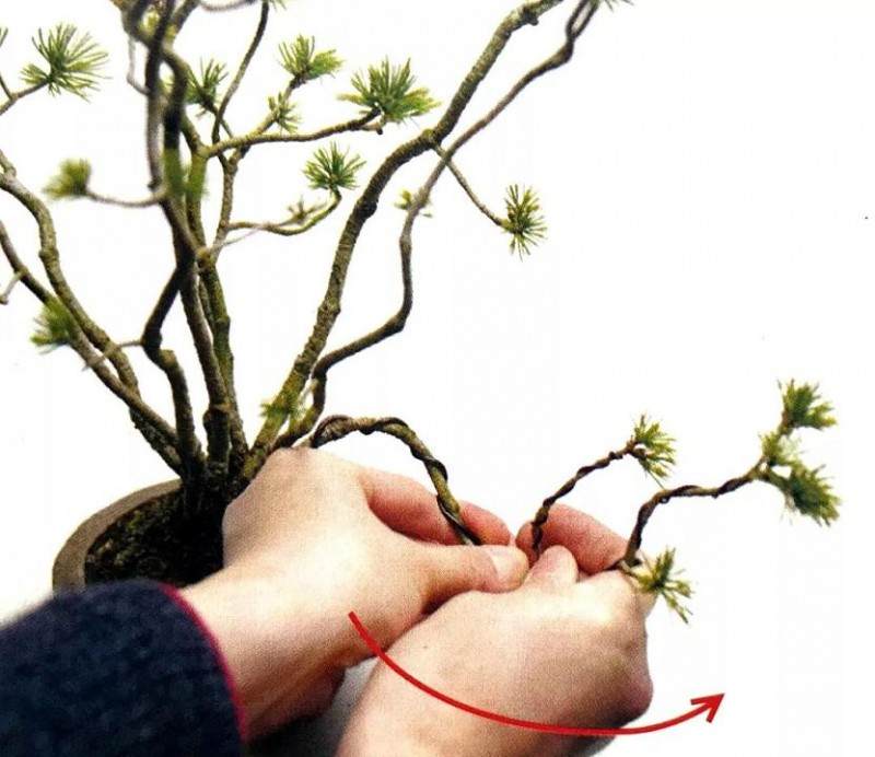 盆景也讲究S型曲线 对照五张实操图 学会打造