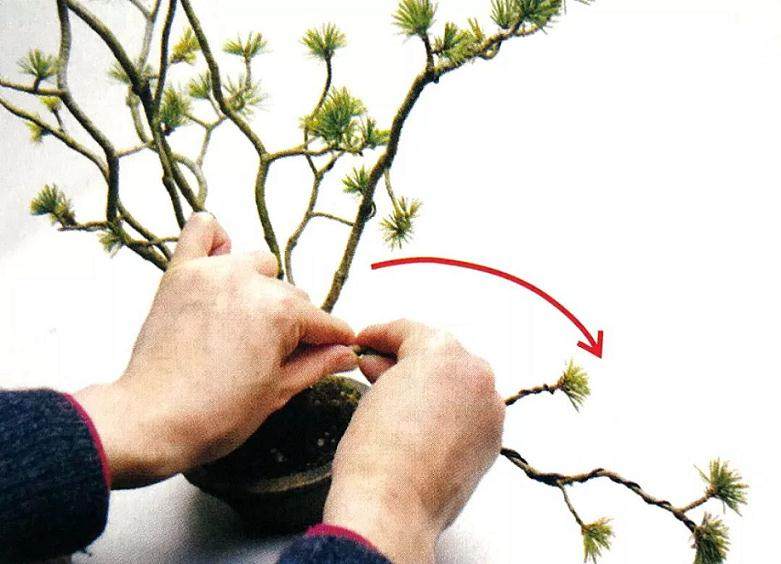 盆景也讲究S型曲线 对照五张实操图 学会打造