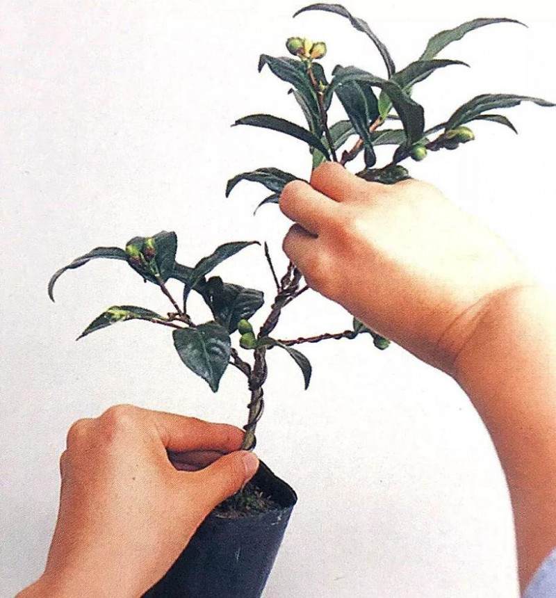 盆景也讲究S型曲线 对照五张实操图 学会打造