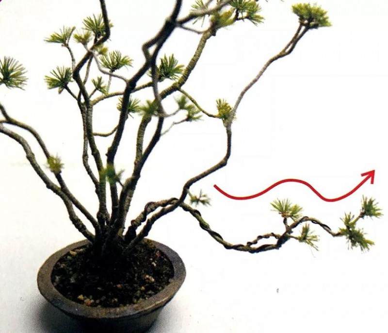 盆景也讲究S型曲线 对照五张实操图 学会打造