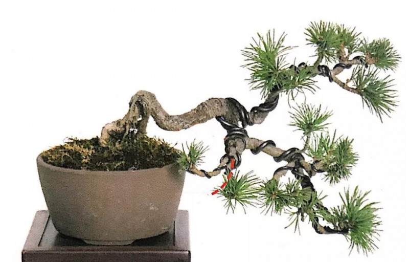 盆景也讲究S型曲线 对照五张实操图 学会打造