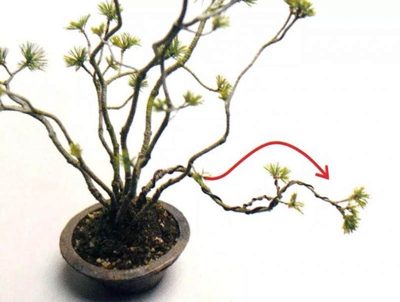 盆景也讲究S型曲线 对照五张实操图 学会打造