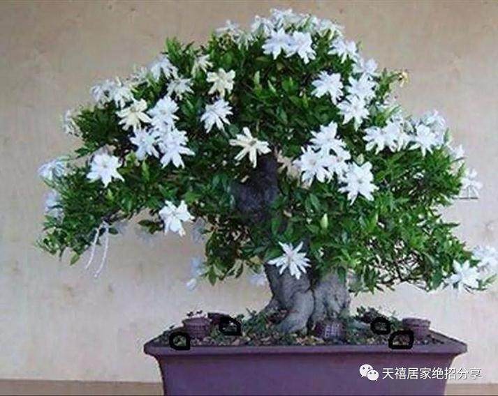 小叶栀子盆景的制作方法与养护方法